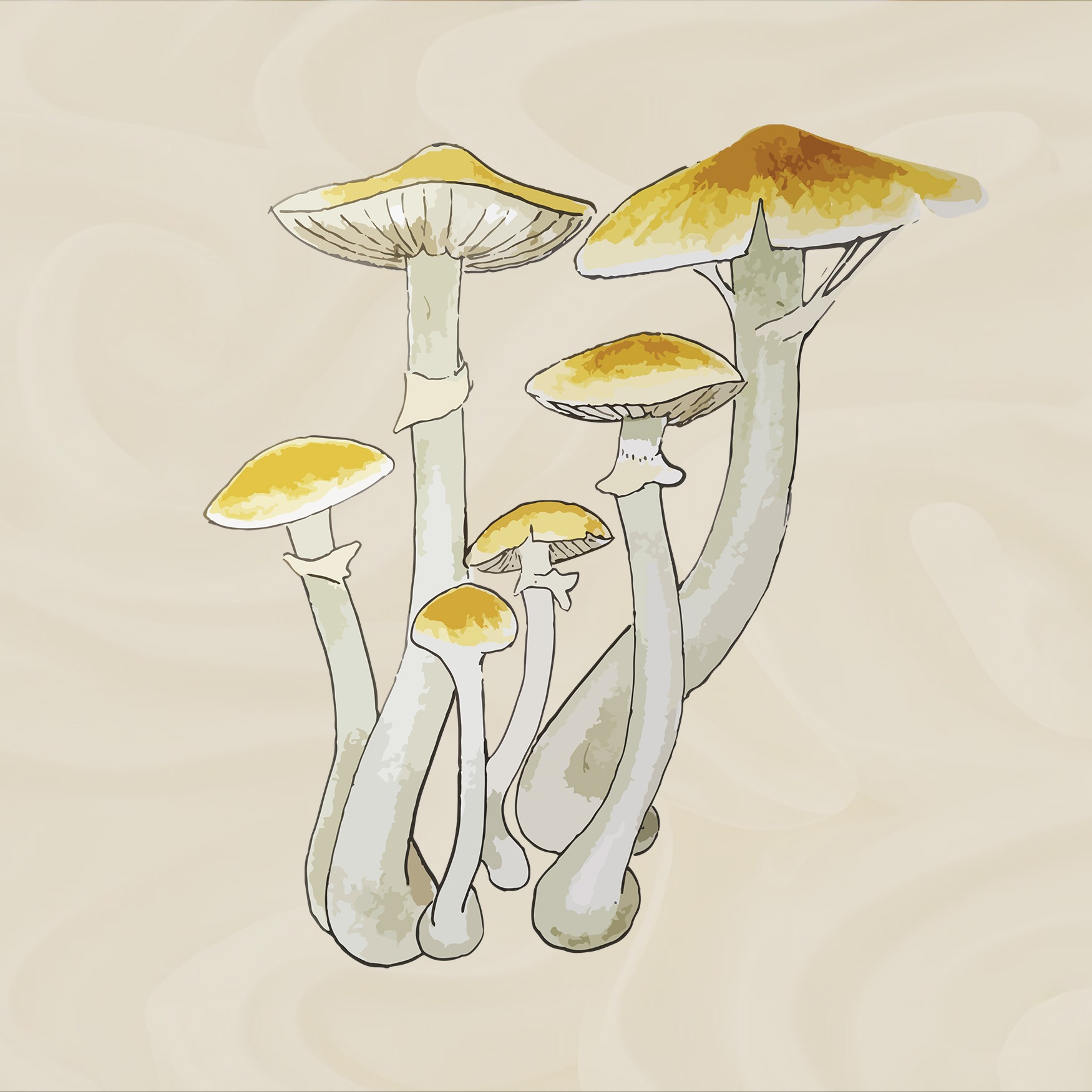 growkit mckennaii growbox mushroom