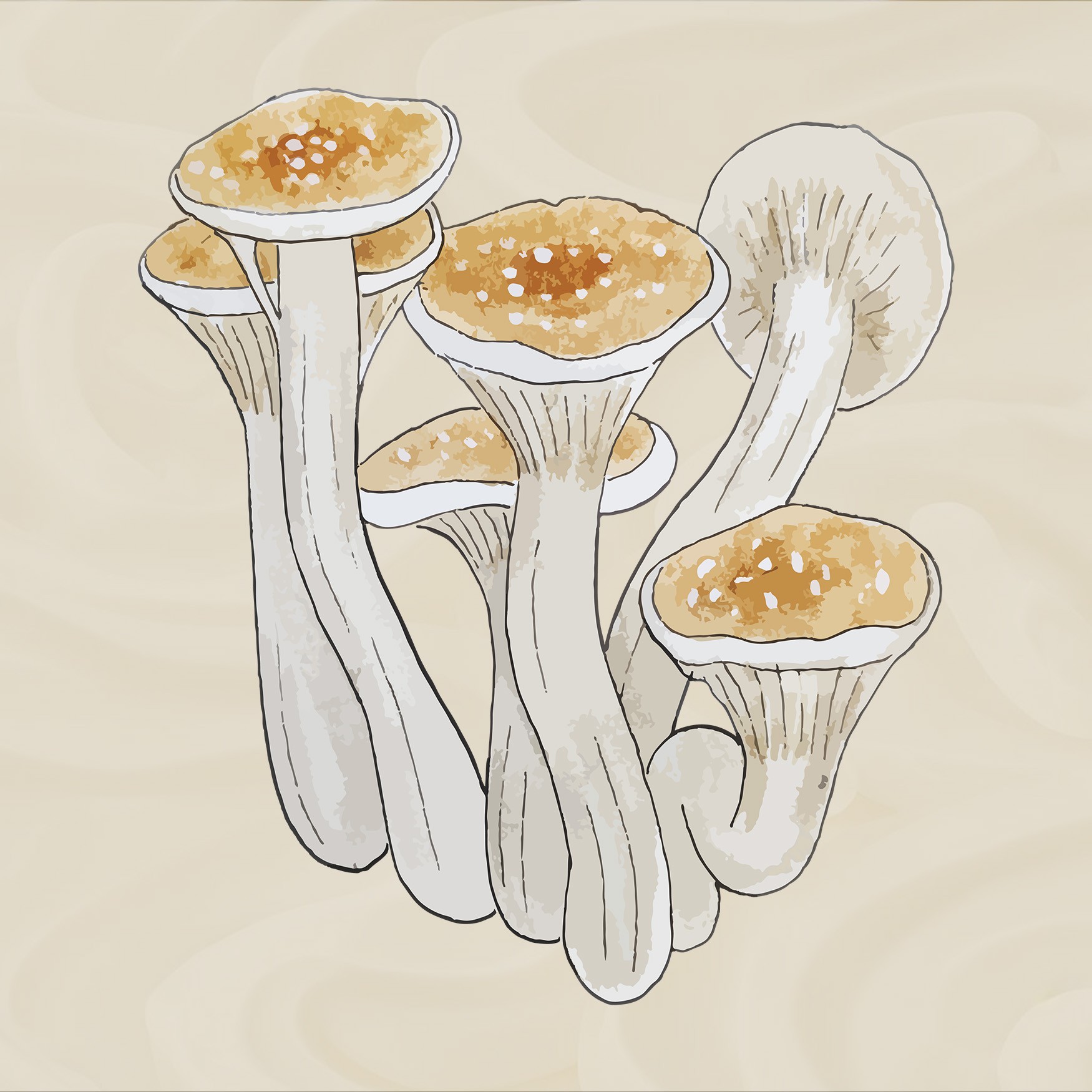 growkit malabar growbox mushroom