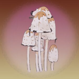 płynne kultury, liquid culture, lc, maczużnik bojowy, czernidłak kolpakowaty, Coprinus comatus, growkit, growbox
