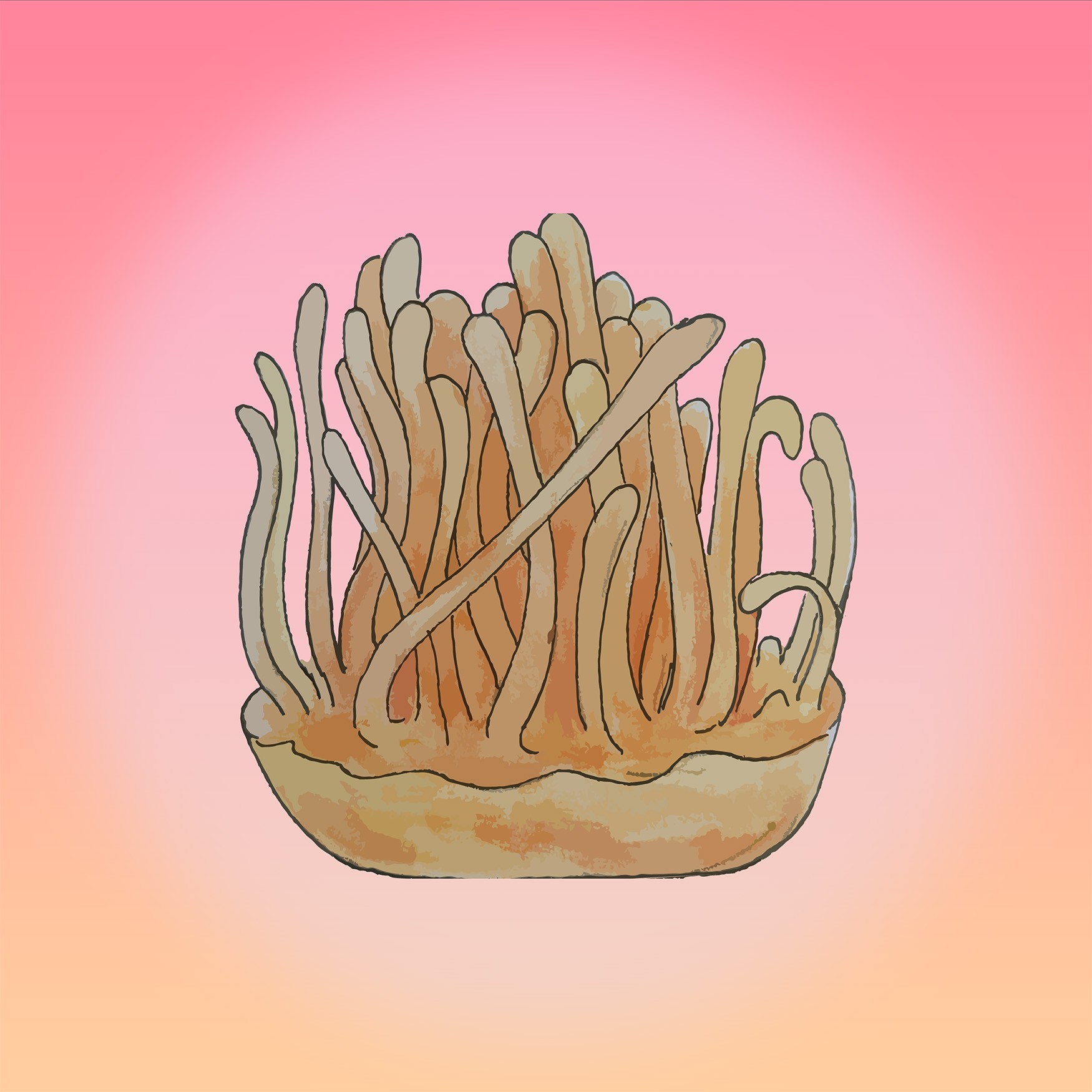 CULTIVATED LIQUID CULTURE, LIQUID CULTURE, LC, MYCOLOGY, MUSHROOM