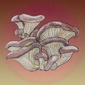 płynne kultury, liquid culture, lc,, growkit, growbox, Boczniak Ostrygowaty, Pleurotus Ostreatus