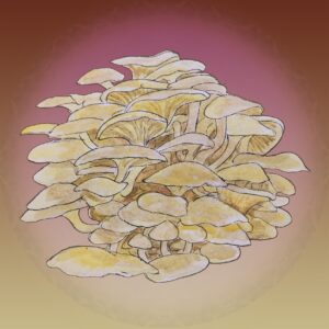 płynne kultury, liquid culture, lc,, growkit, growbox, Boczniak Cytrynowy, Pleurotus Citrinopileatus